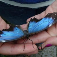 Niagara Park's Butterfly Conservatory