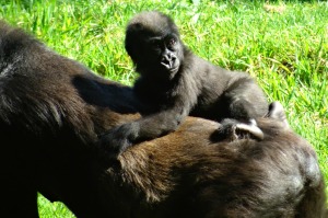 baby gorilla