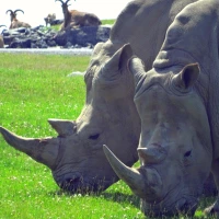 A Rhino Encounter and #JustOneRhino
