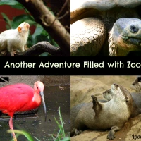 Another Adventure Filled with Zoos