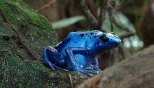 blue poison-dart frog
