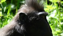Sulawesi crested macaque